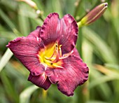 HEMEROCALLIS ALL AMERICAN PLUM