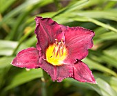 HEMEROCALLIS BELA LUGOSI