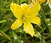 HEMEROCALLIS MARION VAUGHN