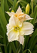 HEMEROCALLIS WHITE TEMPTATION