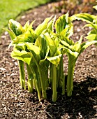 HOSTA MONTANA AUREOMARGINATA