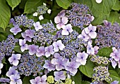 HYDRANGEA SERRATA BLUEBIRD