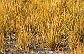 LIBERTIA PEREGRINANS