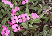 LYCHNIS FLOS-JOVIS HORTS VARIETY