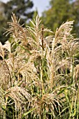 MISCANTHUS SINENSIS ZWERGELEFANT