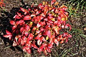 NANDINA DOMESTICA FIREPOWER