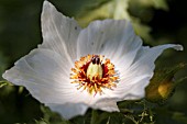 ARGEMONE GRANDIFLORA - PRICKLY POPPY