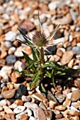 ERYNGIUM BOURGATII SEA HOLLY