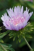 STOKESIA LAEVIS BLUE STAR