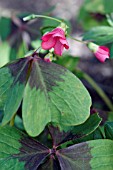 OXALIS TETRAPHYLLA IRON CROSS