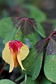 OXALIS TETRAPHYLLA IRON CROSS