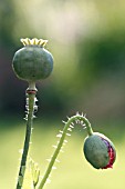 PAPAVER SOMNIFERUM