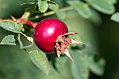 ROSA PIMPINELLIFOLIA HIP