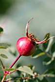 ROSA PIMPINELLIFOLIA HIP