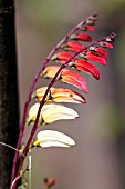 IPOMOEA LOBATA  FLAG