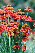 HELENIUM MOERHEIM BEAUTY