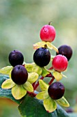 HYPERICUM ANDROSAEMUM