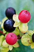 HYPERICUM ANDROSAEMUM