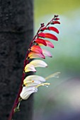 IPOMOEA LOBATA