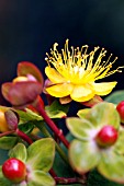 HYPERICUM ANDROSAEMUM