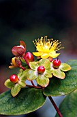 HYPERICUM ANDROSAEMUM