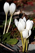 COLCHICUM SPECIOSA ALBUM