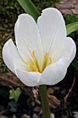 COLCHICUM SPECIOSA ALBUM