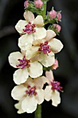 VERBASCUM GLOBE PLANTER