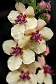 VERBASCUM GLOBE PLANTER