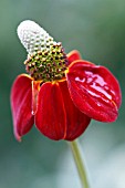 RATIBIDA COLUMNIFERA RED MIDGET