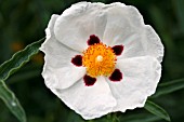 CISTUS ALAN FRADD