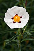 CISTUS ALAN FRADD