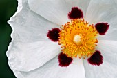 CISTUS ALAN FRADD