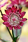 ASTRANTIA HADSPEN BLOOD