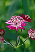 ASTRANTIA HADSPEN BLOOD