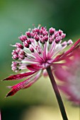 ASTRANTIA HADSPEN BLOOD