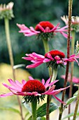 ECHINACEA PURPUREA