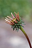 ECHINACEA PURPUREA