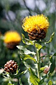 CENTAUREA MACROCEPHALA