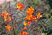 CROCOSMIA EMILY MCKENZIE