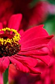 ZINNIA PROFUSION PINK