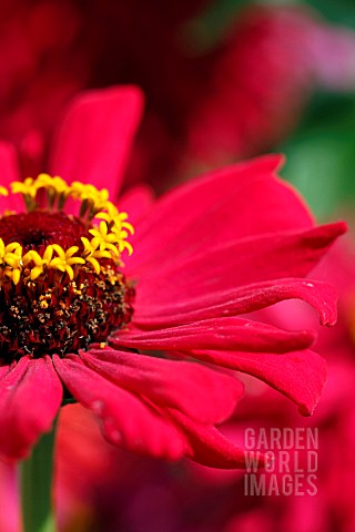 ZINNIA_PROFUSION_PINK