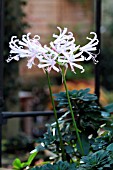 NERINE BOWDENII