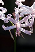 NERINE BOWDENII