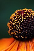 HELENIUM SAHINS EARLY FLOWERER