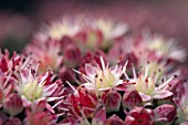 SEDUM STEWED RHUBARB MOUNTAIN