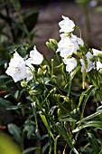 CAMPANULA PYRAMIDALIS ALBA