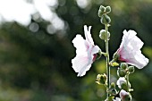 ALCEA SETOSA PALMATA