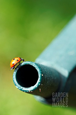 LADYBIRD_ON_GREEN_WATERING_CAN