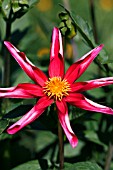 DAHLIA RED ORCHID STAR